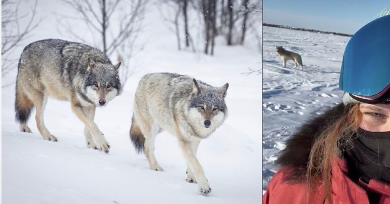 Wildlife Photographer Finds Herself Surrounded by 13 Wolves within the Arctic