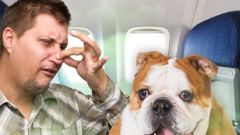 Farting Canine on Singapore Airways Flight Will get Passengers $1,400 Refund