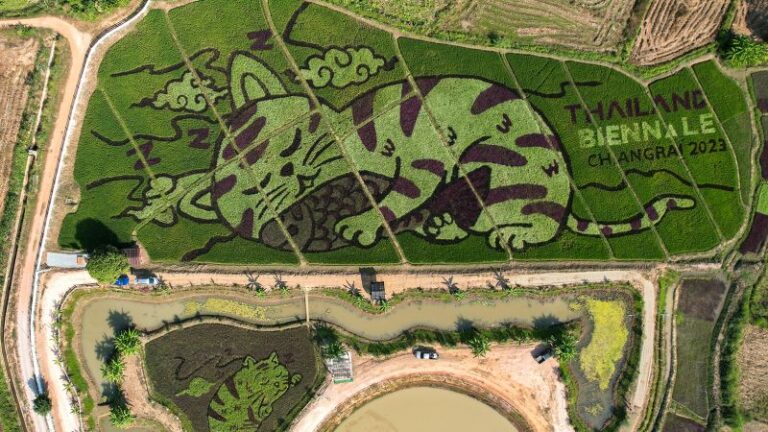 Thai farmer creates cat-themed artwork in his rice area