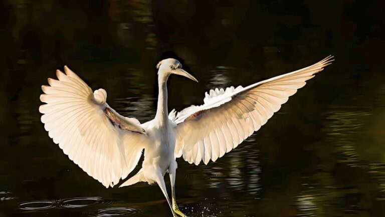 Brunswick’s ‘yard photographer’ work to indicate at Ocean Isle Seaside