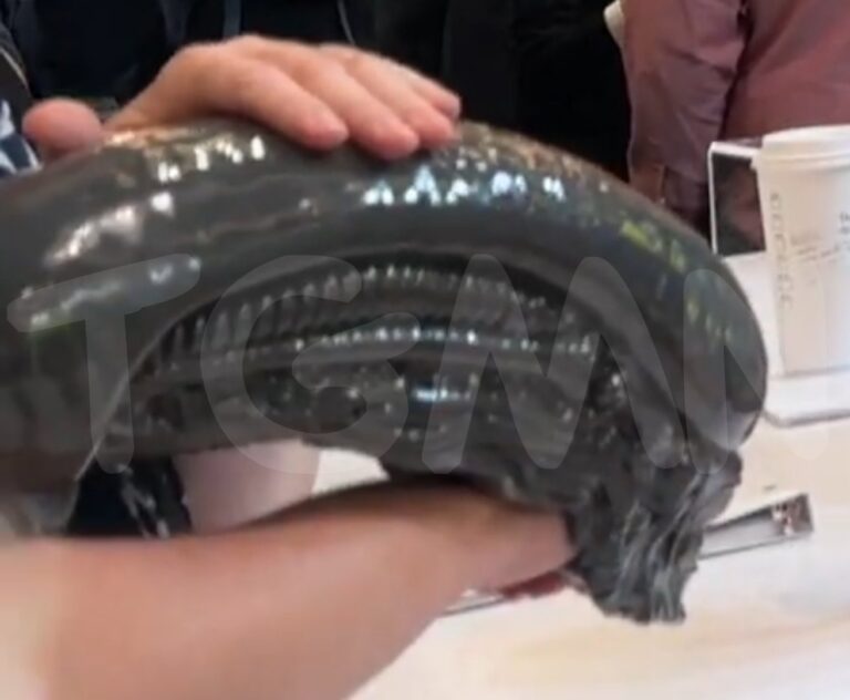 First Have a look at ‘Alien: Romulus’ Xenomorph Popcorn Bucket