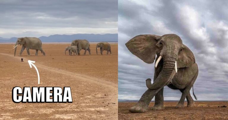 Elephants Virtually Trample Digital camera However Photographer Will get Good Shot